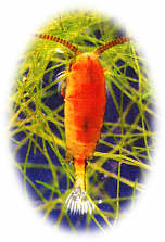 The calanoid copepod Diaptomus.